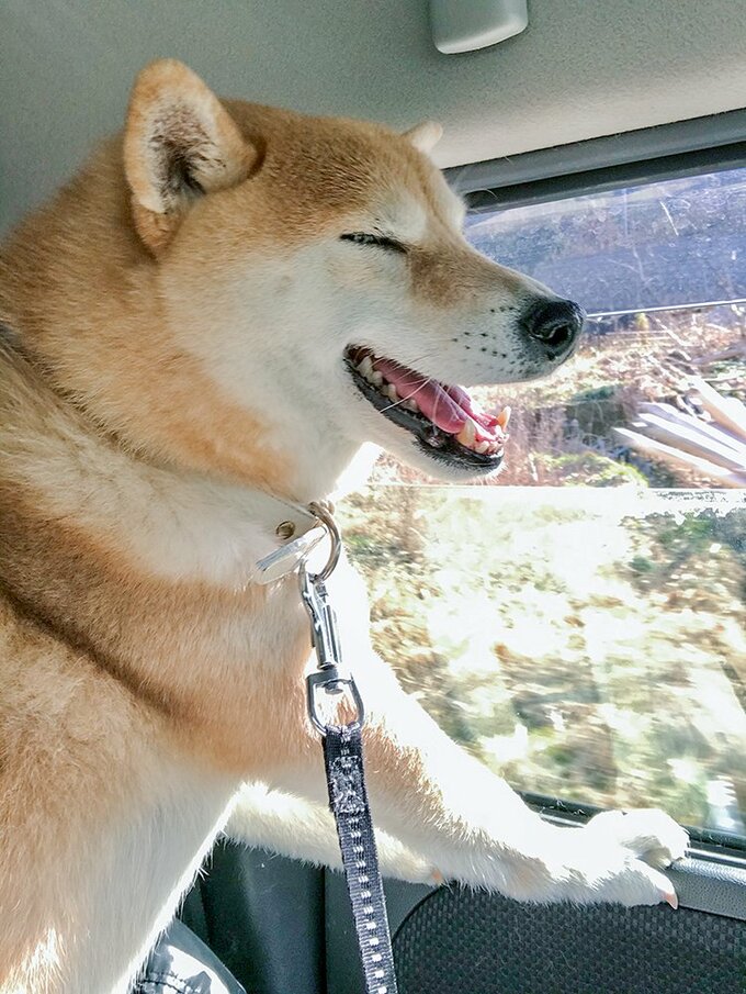 犬と神社へ 母の書いた絵馬は本物そっくりかも Inubot回覧板 Esseonline エッセ オンライン