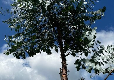 猛暑を乗りきれたのは「庭に植えた木」のおかげ？温暖化について本気で考えた夏