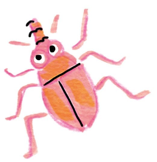 イラストコクゾウムシ
