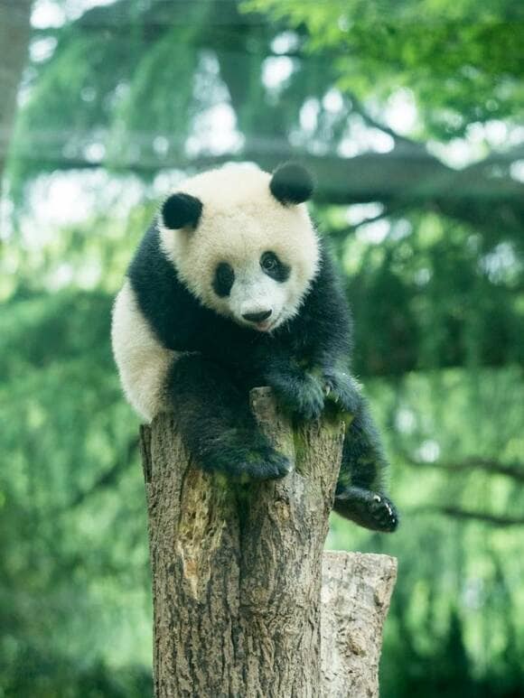 木の上にパンダ