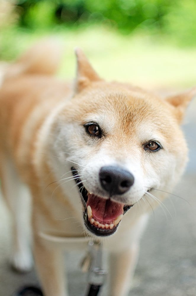 お祝いだからごはんも特別仕様