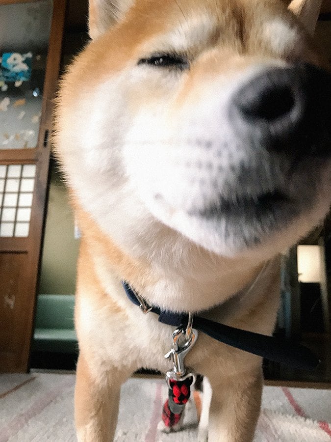 睫毛に降りかかる鼻息、犬に目を委ねる