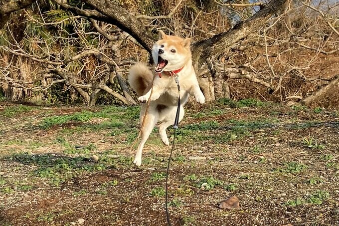 ジャンプする犬