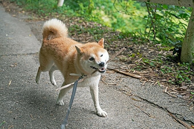 棒をくわえた犬