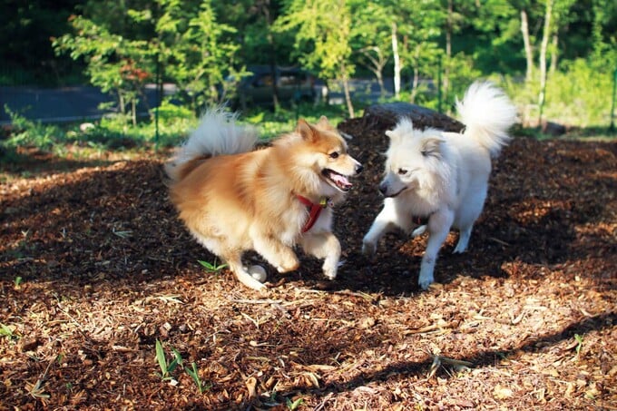 ドッグランで遊ぶ大吉君、福助君