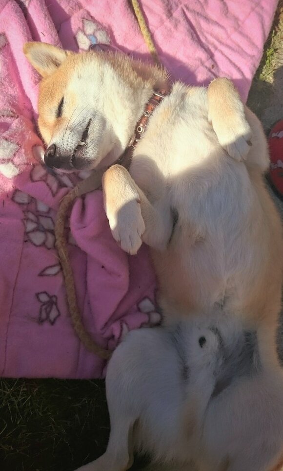 だんだんとあおむけに寝る犬も日常となっていった