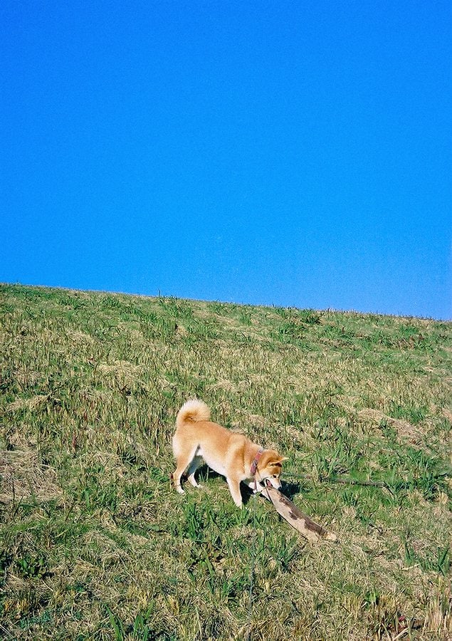 地区ぐるりコース・公園コース・山道コースなどなど