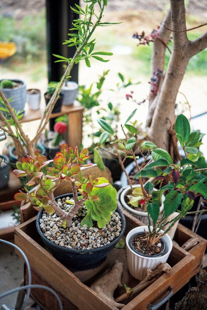 サボテンなどの多肉植物