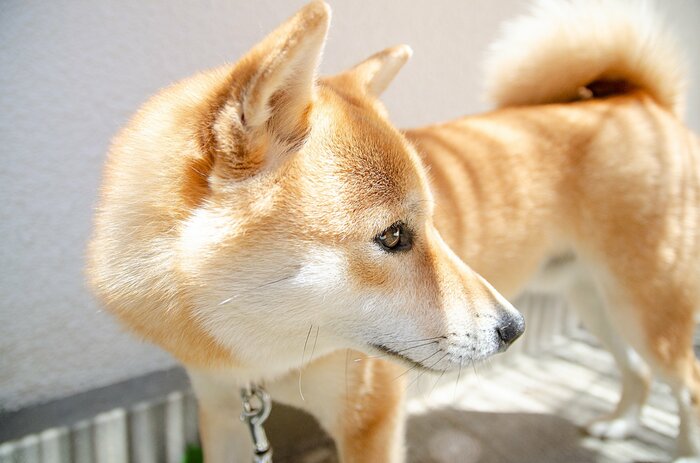 おばあちゃんと犬の色褪せない写真。小さかった0歳の頃を
