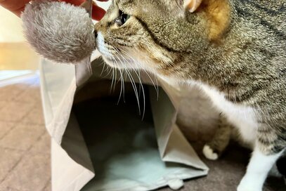 猫が喜ぶ330円「魔法の袋」。頭隠して尻隠さずのかわいさに悶絶…！