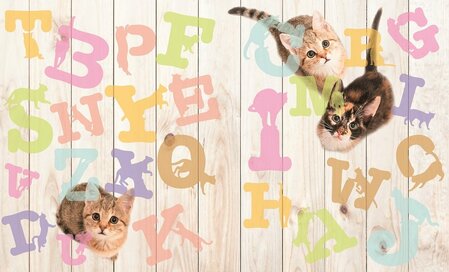 かわいい猫の写真で「眼トレ」！探す・数える・比べるで目と脳を活性化