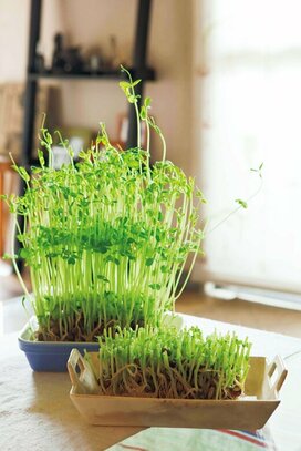 豆苗も大根も。野菜の切れ端を栽培する「リボベジ」で食費節約するコツ