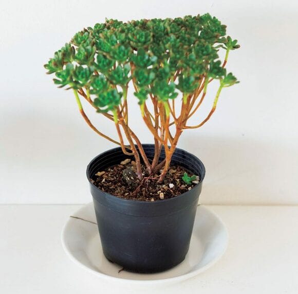 黒いポットをそのまま活用