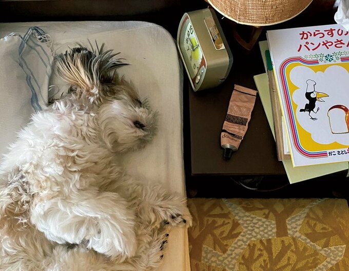 ベッドで寝るピピ