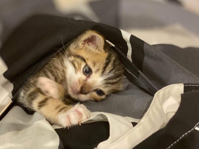 ポケットに入った子猫