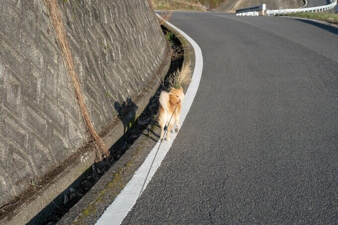 歩く犬