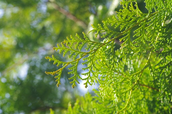 ※画像はイメージです（画像素材：PIXTA）