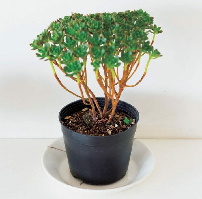 高い植木鉢にこだわらない！“まとめ置き”でグリーンがしゃれ見え