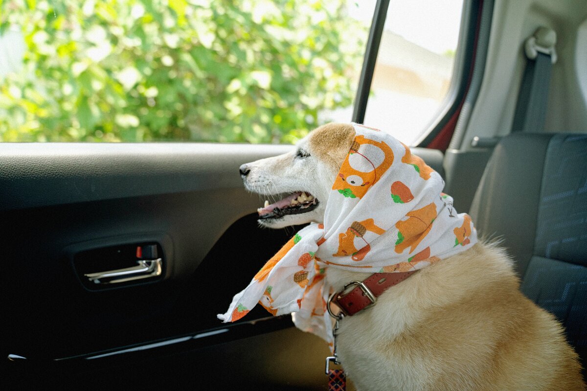 犬と家族になって11周年。「ありがとう」と「おかえり」の夏の思い出