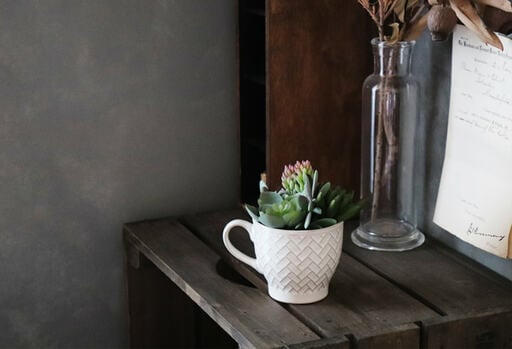 小ぶりなカップに植えられた、みずみずしいグリーンの多肉植物