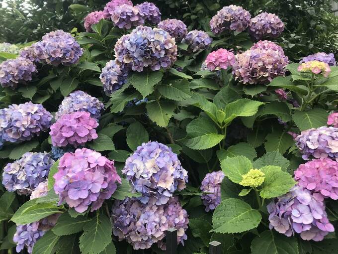 たくさんのアジサイ