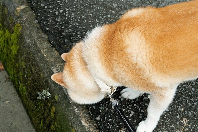 (蝶の交尾を見つめる犬)