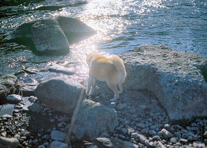 川と犬