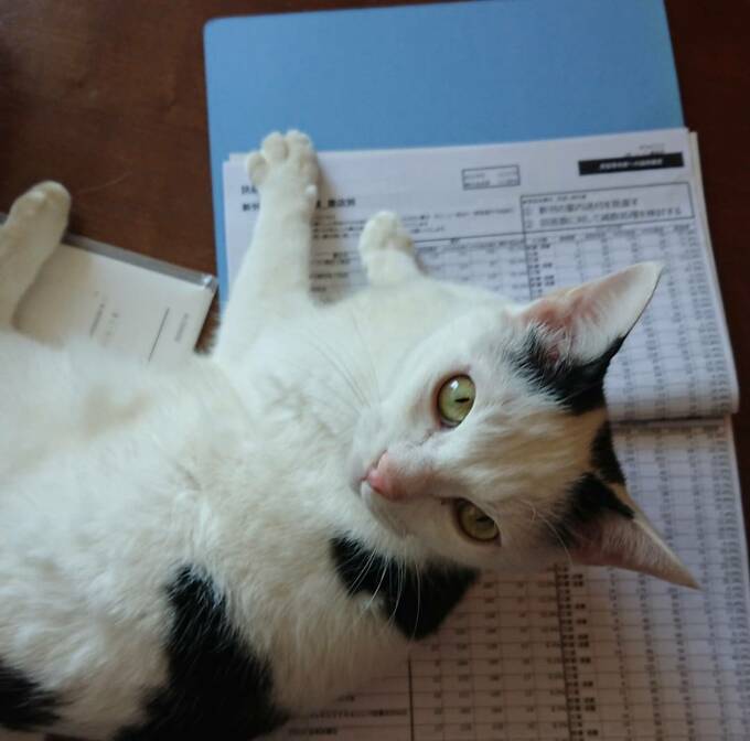 書類の上に見つめてくるネコ