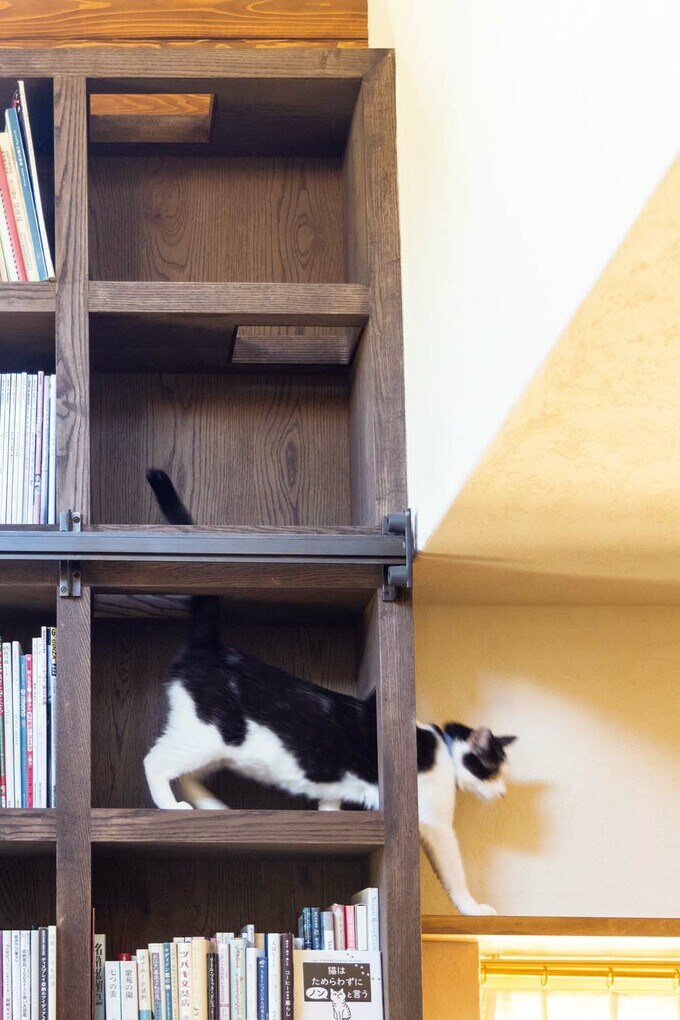 リビングの本棚はネコの遊び場