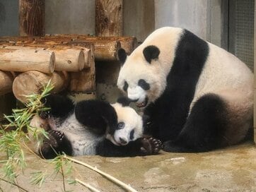 シャンシャンのかわいさが止まらない！人間を覚えてくれる!?