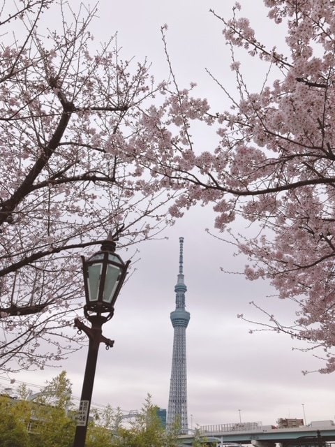 街灯・スカイツリー・桜