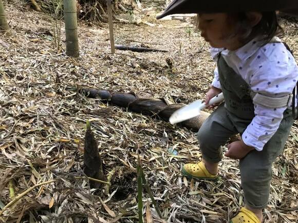 タケノコを収穫