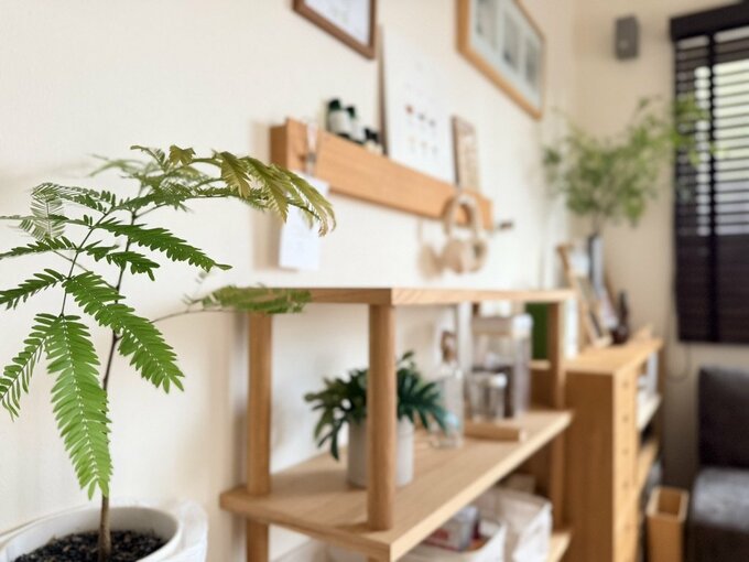 観葉植物