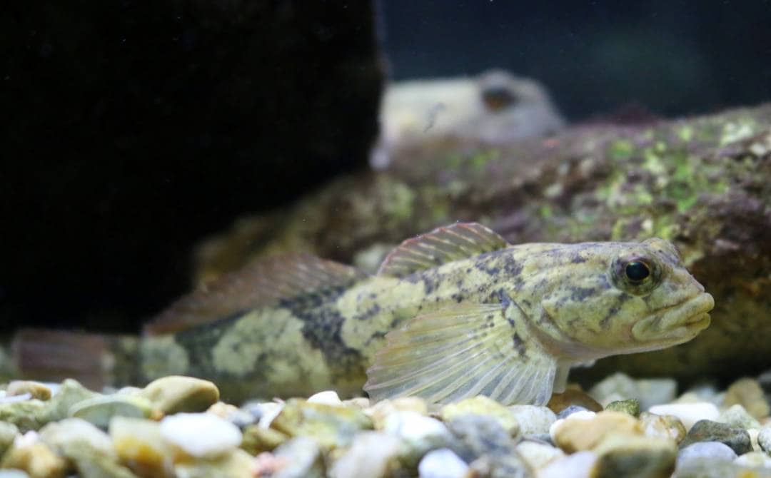 「鰍」読めますか?意外と知らない魚の漢字 | ESSEonline(エッセ オンライン)