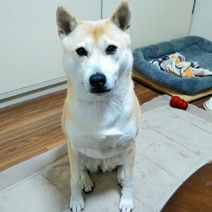 保護犬マンガ かまってちゃんアピールが炸裂 わんこがスマホをパシッ Esseonline エッセ オンライン