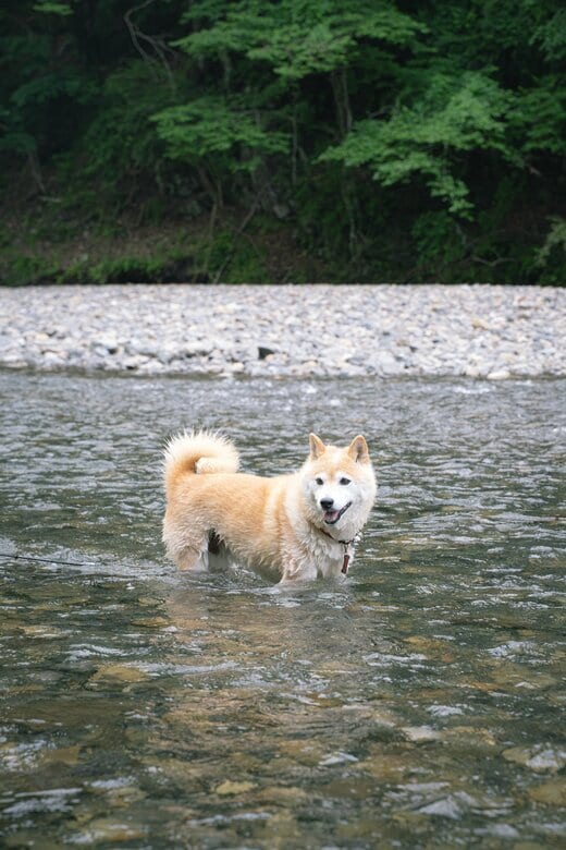 川の中の柴犬