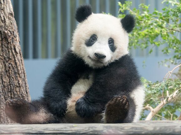 ご機嫌なシャンシャン