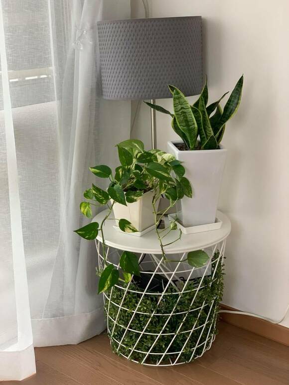 天板には本物の観葉植物を置いている様子