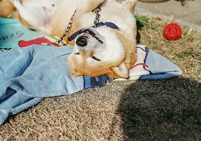 体を覆っている毛