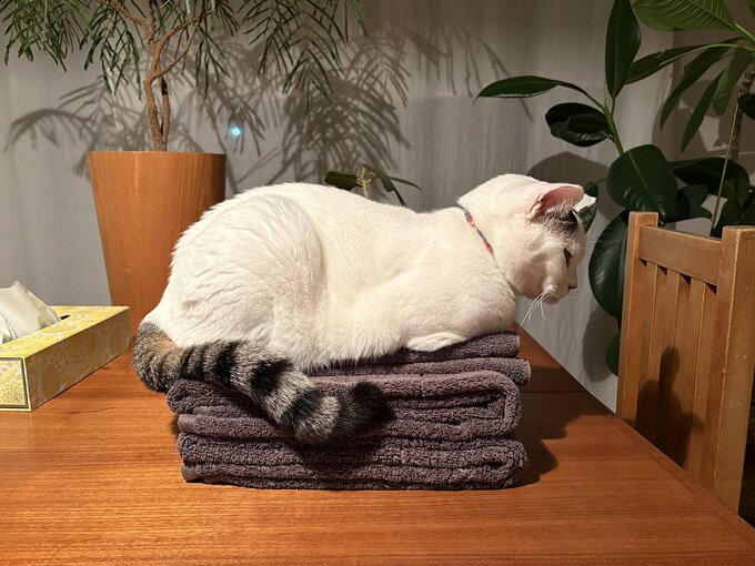 タオルを厳選してすっきり暮らす