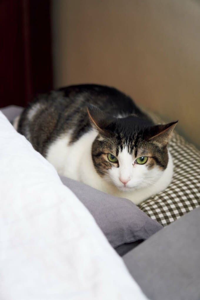 ネコのオオスケ