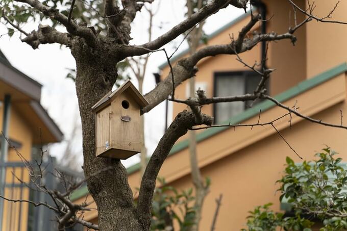 庭にある巣箱