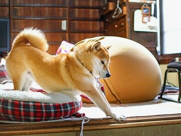 ＜inubot回覧板＞第7回　犬と過ごしたお正月。いい年になりそうです