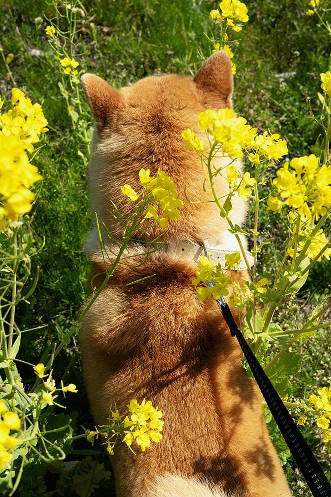 お花と犬