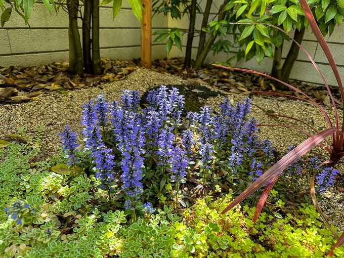 アジュガとセダム