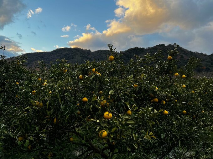 愛媛のミカン畑