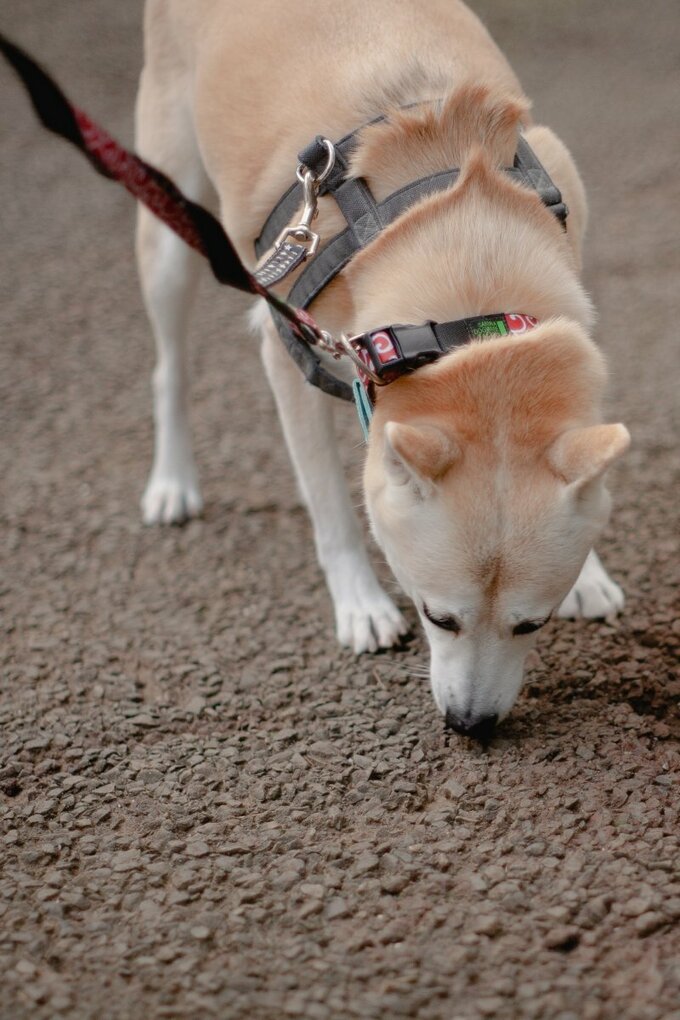 犬