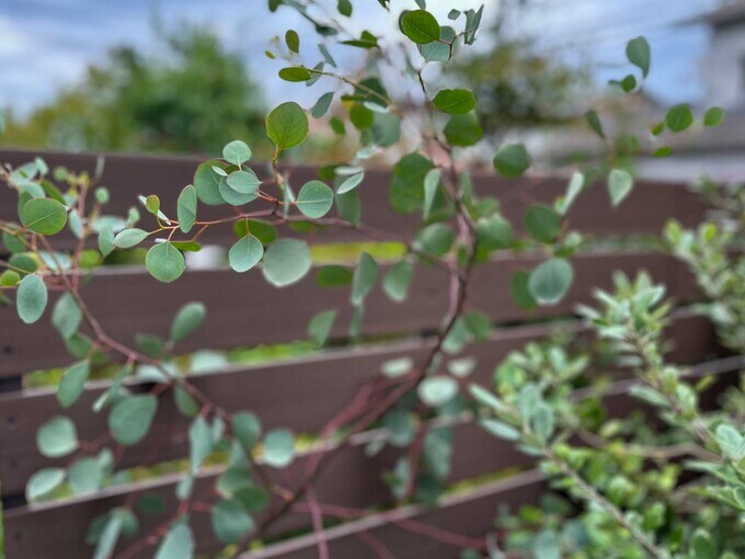 ユーカリポポラス