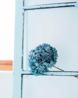 【カビ厳禁！】梅雨どきのドライフラワーの飾り方。キレイをいつまでも！