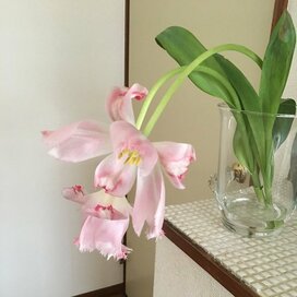 開ききったチューリップも魅力的!!はかない美しさをじっくり楽しんで！